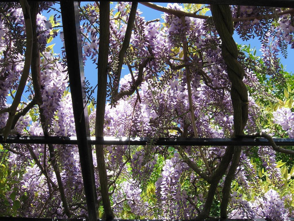 B&B I Glicini Vescina Bagian luar foto